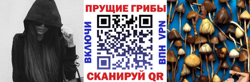дарнет шоп  Рязань  Псилоцибиновые грибы Magic Shrooms 